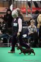 Crufts2011_2 1008